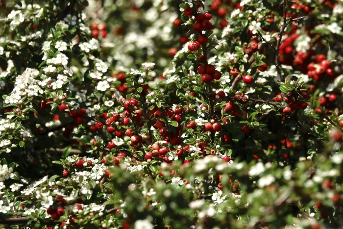Stampa con cornice : Cotoneasteri (Cotoneaster), maggio, Germania. Stampa con cornice : Cotoneasteri (Cotoneaster), maggio, Germania.
