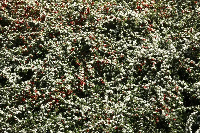 Stampa con cornice : Cotoneasteri (Cotoneaster), maggio, Germania. Stampa con cornice : Cotoneasteri (Cotoneaster), maggio, Germania.