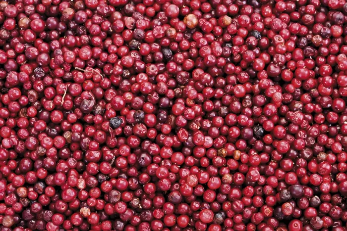 Stampa con cornice : Cranberries, full frame Stampa con cornice : Cranberries, full frame