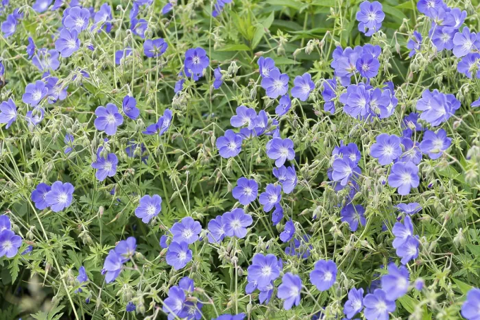 Stampa con cornice : Geranio (Geranium Brookside') Stampa con cornice : Geranio (Geranium Brookside')