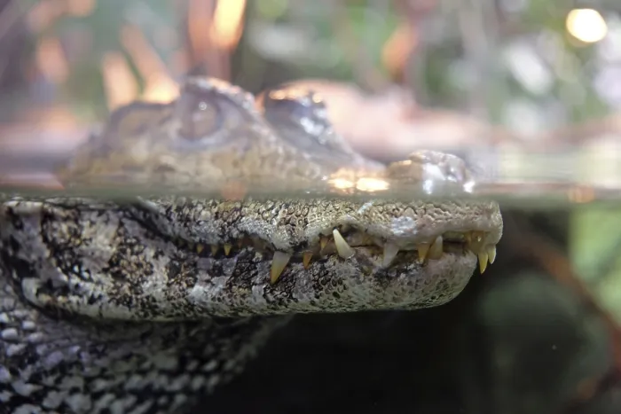 Stampa con cornice : Crocodile