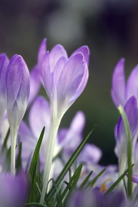 Stampa con cornice : Crocus Stampa con cornice : Crocus