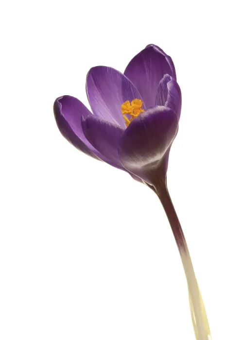 Stampa con cornice : Crocus (Crocus) Stampa con cornice : Crocus (Crocus)
