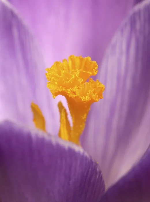 Stampa con cornice : Crocus (Crocus)