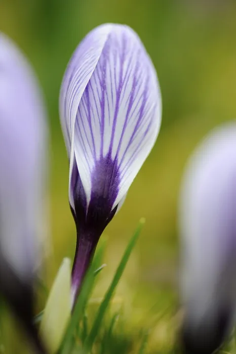 Stampa con cornice : Crocus (Crocus) Stampa con cornice : Crocus (Crocus)