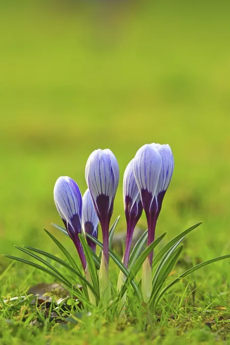 Stampa con cornice : Crocus (Crocus) in primavera in un prato.