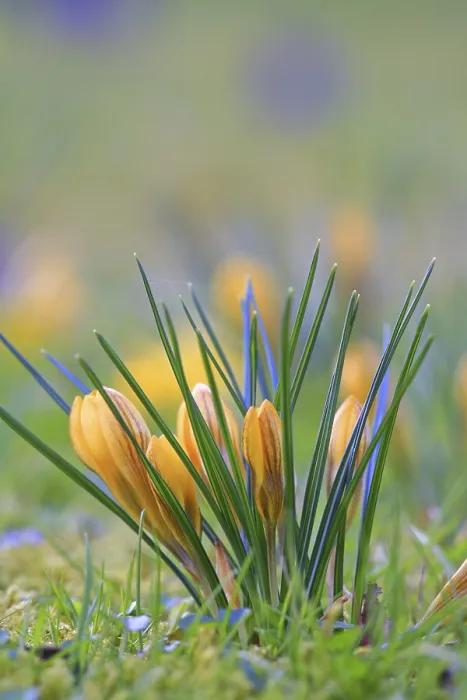 Stampa con cornice : Crocus (Crocus) in primavera in un prato. Stampa con cornice : Crocus (Crocus) in primavera in un prato.