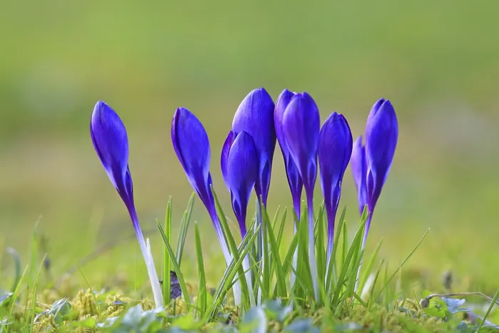Stampa con cornice : Crocus (Crocus) in primavera in un prato. Stampa con cornice : Crocus (Crocus) in primavera in un prato.