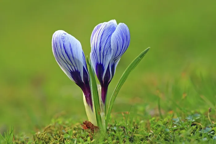 Stampa con cornice : Crocus (Crocus) in primavera in un prato. Stampa con cornice : Crocus (Crocus) in primavera in un prato.