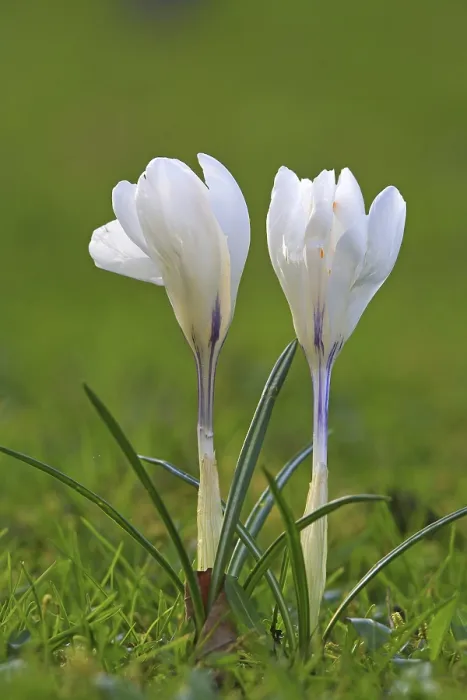 Stampa con cornice : Crocus (Crocus) in primavera in un prato. Stampa con cornice : Crocus (Crocus) in primavera in un prato.