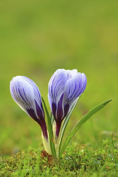 Stampa con cornice : Crocus (Crocus) in primavera in un prato. Stampa con cornice : Crocus (Crocus) in primavera in un prato.