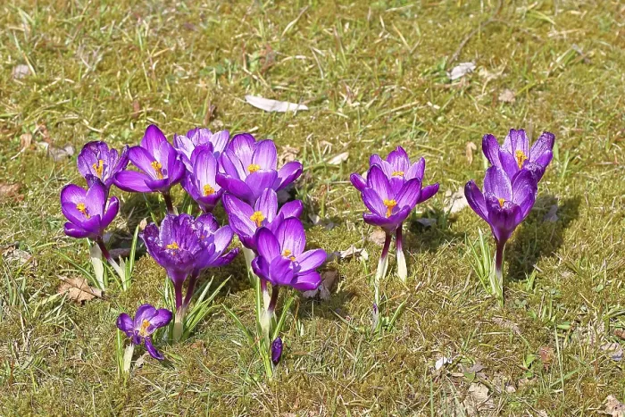 Stampa con cornice : Crocus (Crocus) in primavera in un prato. Stampa con cornice : Crocus (Crocus) in primavera in un prato.
