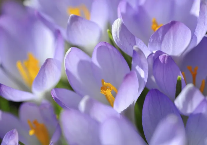 Stampa con cornice : Crocus (Crocus), viola. Stampa con cornice : Crocus (Crocus), viola.