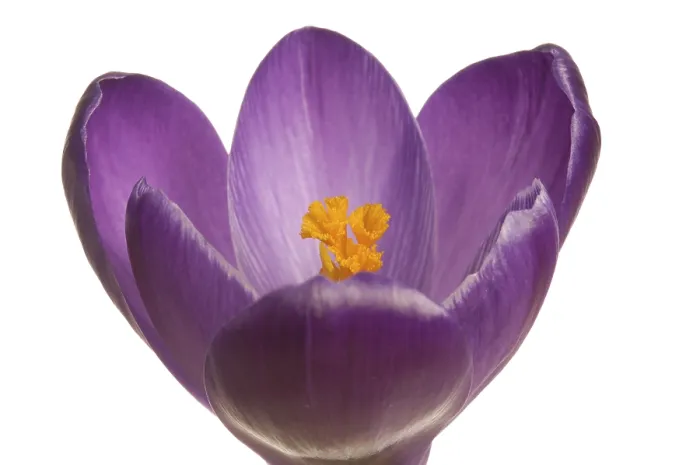 Stampa con cornice : Crocus (Crocus), violetta. Stampa con cornice : Crocus (Crocus), violetta.