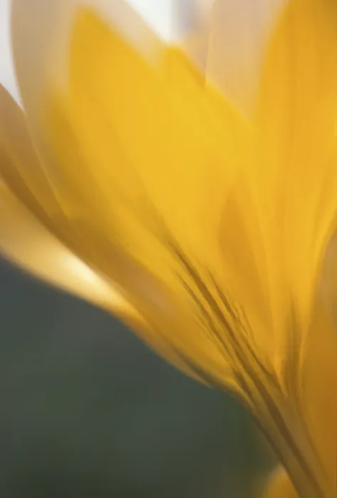 Stampa con cornice : Crocus flavus Stampa con cornice : Crocus flavus