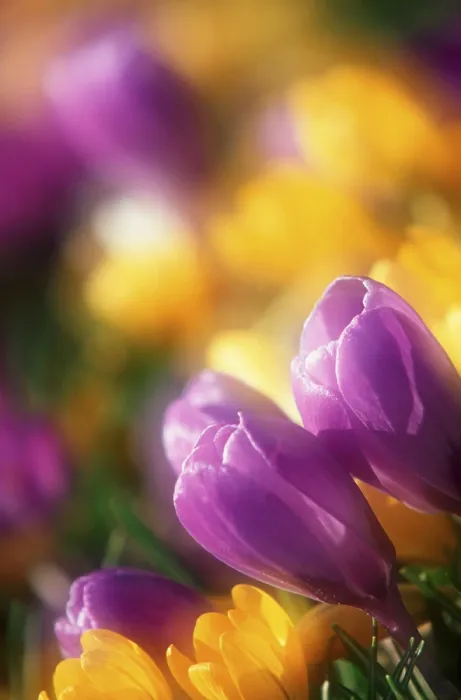 Stampa con cornice : Fiori di croco. Stampa con cornice : Fiori di croco.