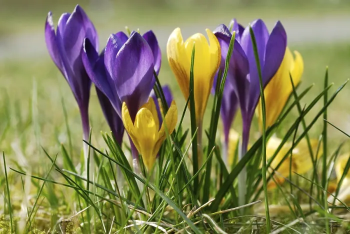 Stampa con cornice : Crocuses