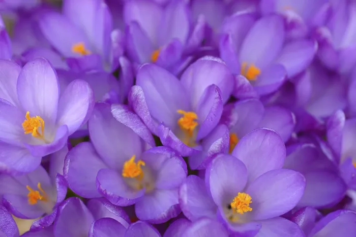 Stampa con cornice : Crocuses Stampa con cornice : Crocuses