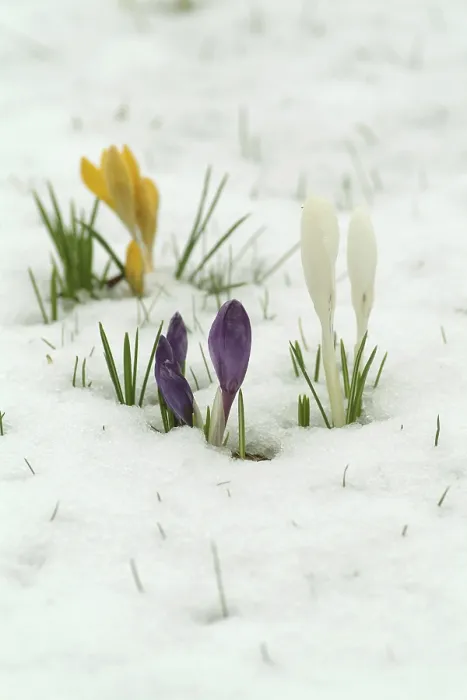 Stampa con cornice : Crocuses Stampa con cornice : Crocuses
