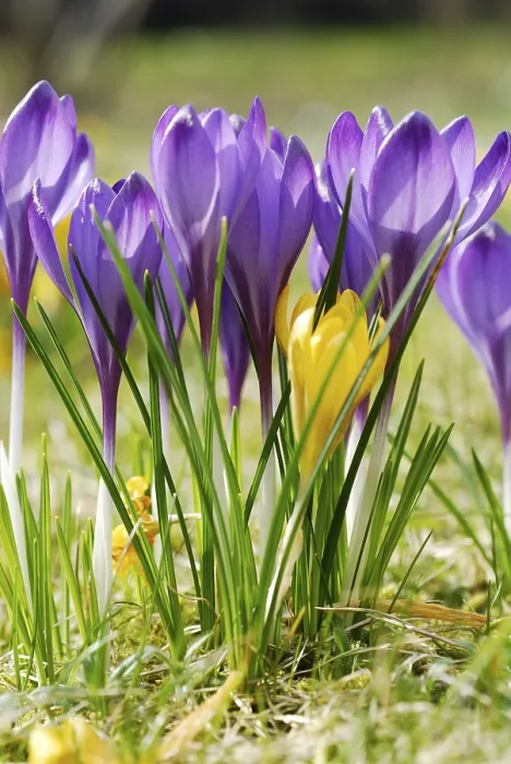 Stampa con cornice : Crocuses Stampa con cornice : Crocuses
