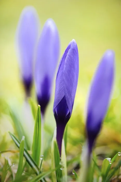 Stampa con cornice : Crocus (Crocus) Stampa con cornice : Crocus (Crocus)