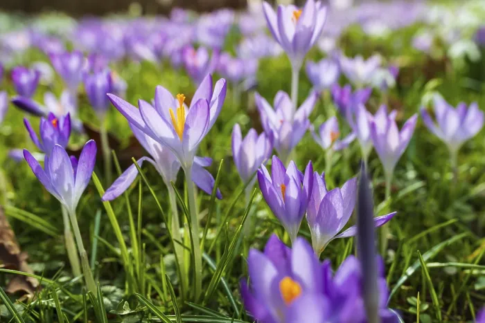 Stampa con cornice : I crochi (crocus) in fiore.