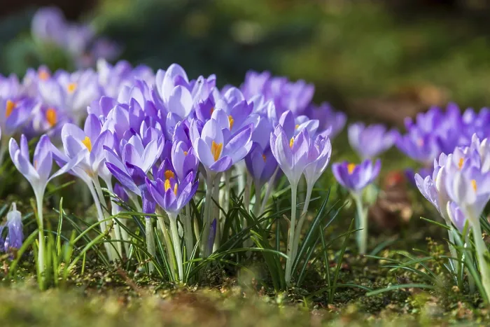 Stampa con cornice : I croci (crocus) in fiore.