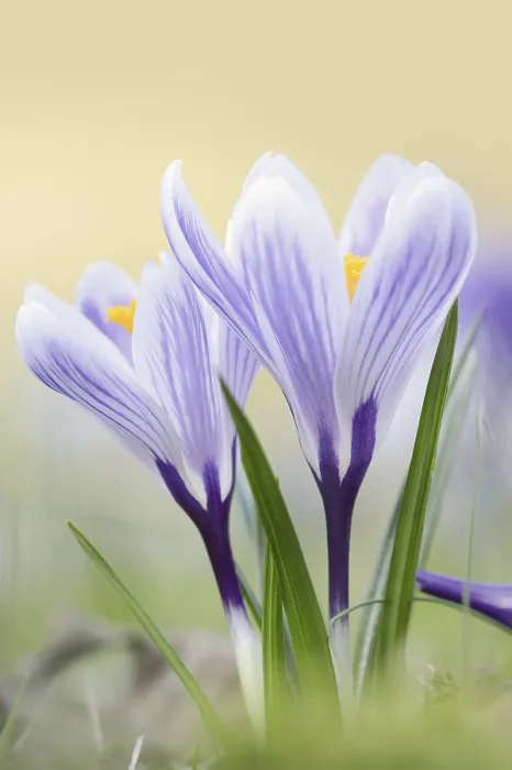 Stampa con cornice : I crochi (Crocus spec.) in fiore in primavera. Stampa con cornice : I crochi (Crocus spec.) in fiore in primavera.