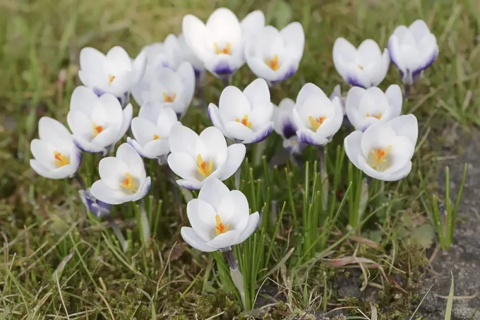 Stampa con cornice : I crochi (Crocus spec.) in fiore in primavera.