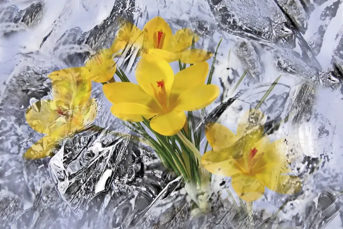 Stampa con cornice : Crocuschi avvolti da ghiaccio.
