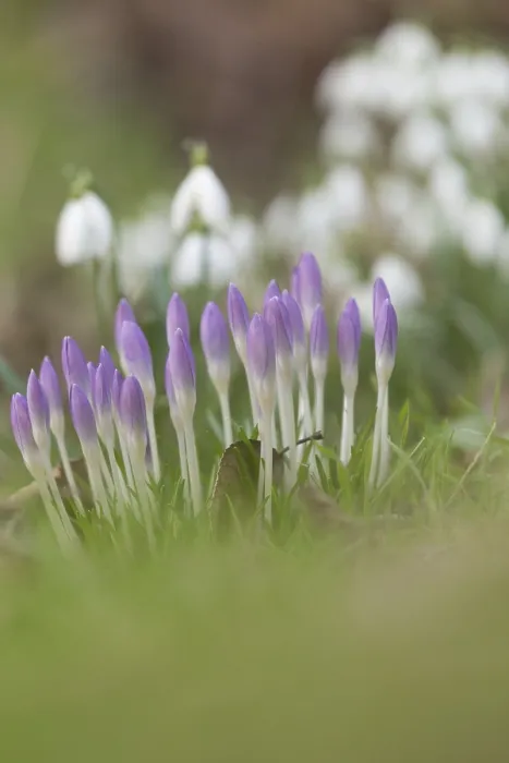 Stampa con cornice : Crocuscoli in primavera. Stampa con cornice : Crocuscoli in primavera.
