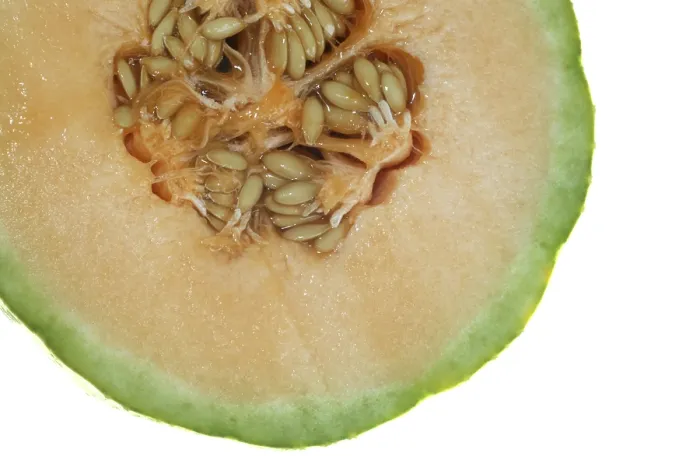 Stampa con cornice : Taglia melone Charentais. Stampa con cornice : Taglia melone Charentais.