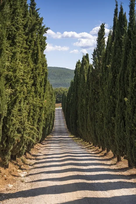 Stampa con cornice : Cypress