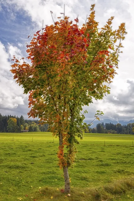 Stampa con cornice : D, albero, hdr Stampa con cornice : D, albero, hdr