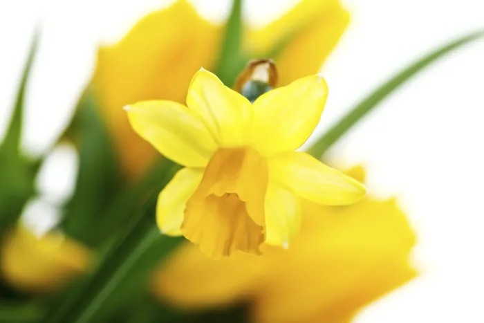 Stampa con cornice : Daffodils Stampa con cornice : Daffodils