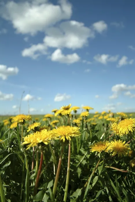 Stampa con cornice : Dandelion Stampa con cornice : Dandelion