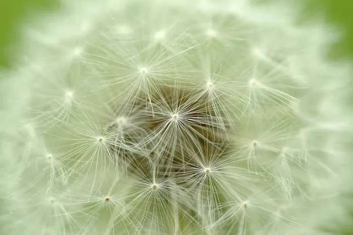 Stampa con cornice : Dandelion Stampa con cornice : Dandelion