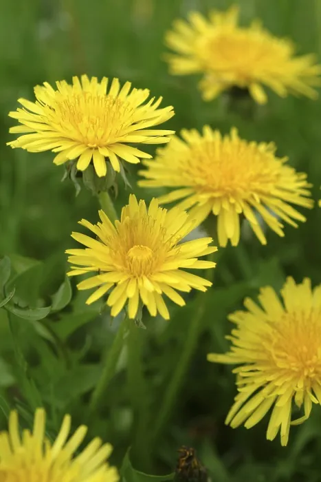 Stampa con cornice : Dandelion Stampa con cornice : Dandelion