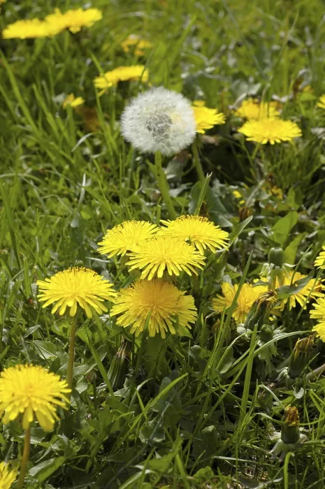 Stampa con cornice : Dandelion Stampa con cornice : Dandelion