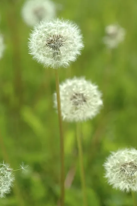 Stampa con cornice : Dandelion Stampa con cornice : Dandelion