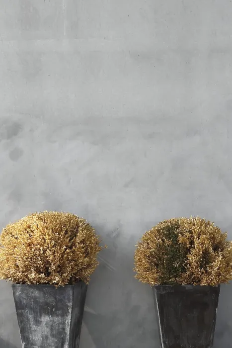 Stampa con cornice : Alberi morti in cassetti.