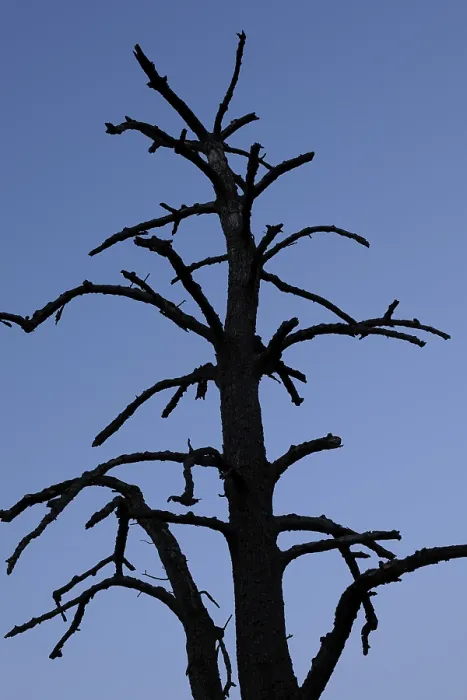 Stampa con cornice : Albero morto. Stampa con cornice : Albero morto.