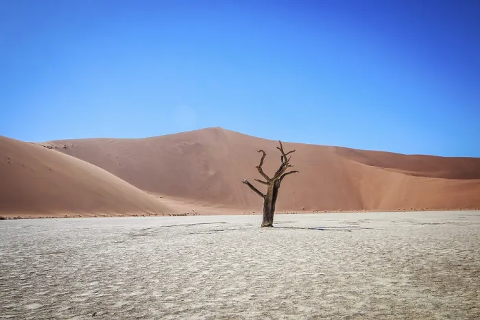 Stampa con cornice : Albero morto a Sossusvlei in Namibia. Stampa con cornice : Albero morto a Sossusvlei in Namibia.