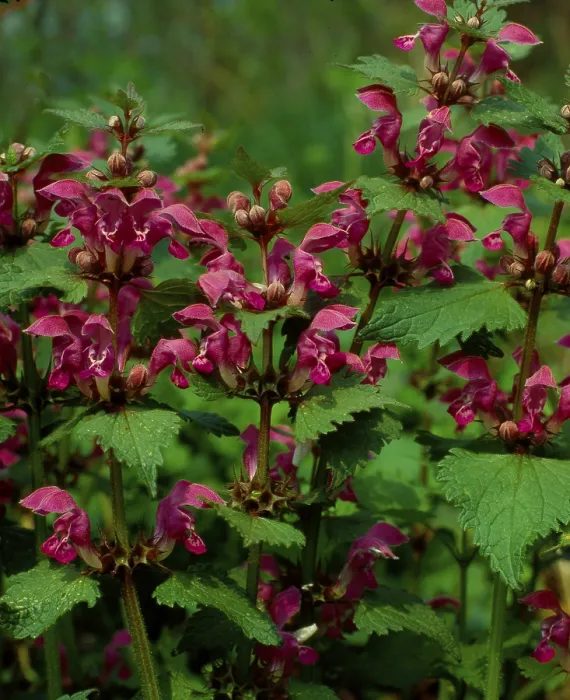 Stampa con cornice : Deadnettle Stampa con cornice : Deadnettle