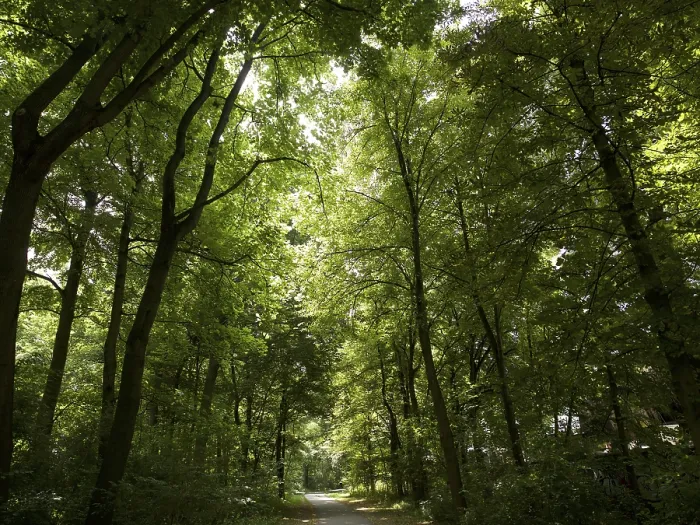 Stampa con cornice : Foresta decidue Stampa con cornice : Foresta decidue