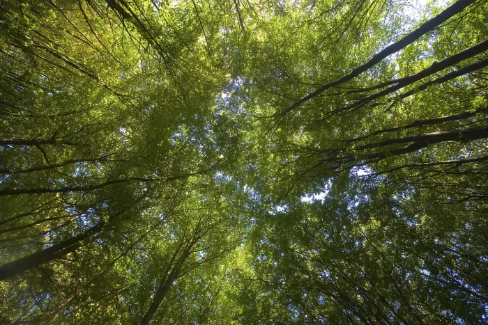 Stampa con cornice : Foresta decidue Stampa con cornice : Foresta decidue