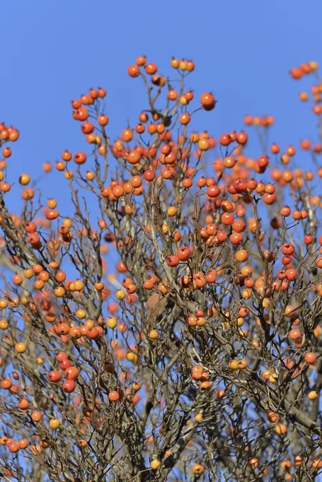 Stampa con cornice : Albero deciduo (Sorbus), hackberry.