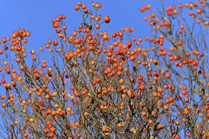 Stampa con cornice : Albero deciduo (Sorbus), hackberry.