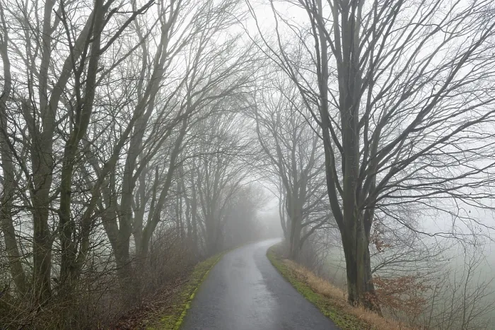 Stampa con cornice : Alberi decidui lungo la strada.