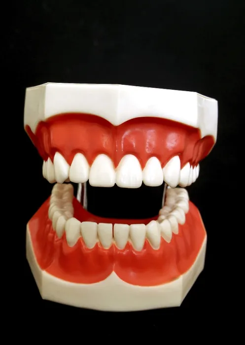 Stampa con cornice : Modello di dentiera. Stampa con cornice : Modello di dentiera.